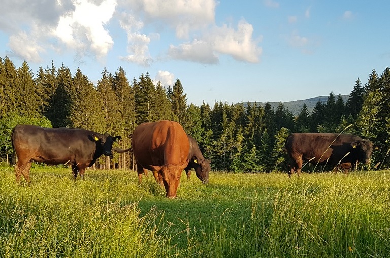 Impression vom Angushof Buchberg