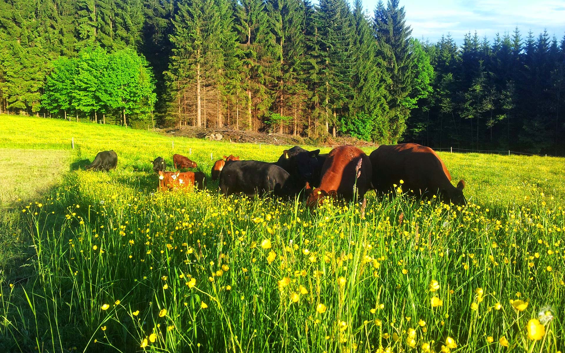 Angusrinder auf der Weide